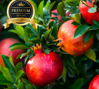 [Air delivery] California fresh pomegranate premium fresh pomegranate, 1kg (about 3 pieces), 1 piece